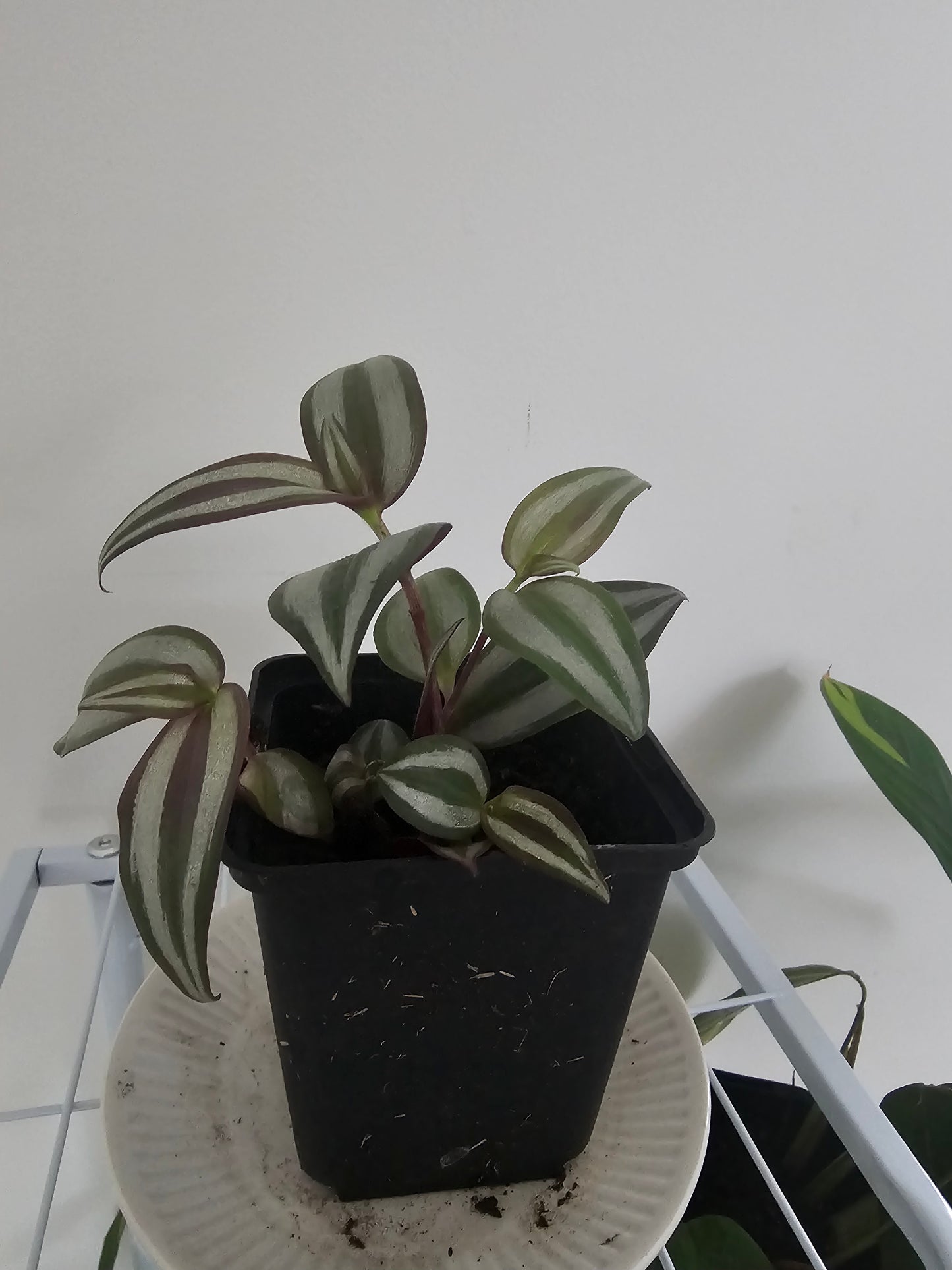 Silver Inch Plant (Tradescantia zebrina) Plant