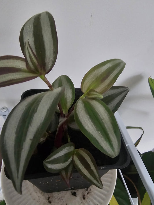 Silver Inch Plant (Tradescantia zebrina) Plant