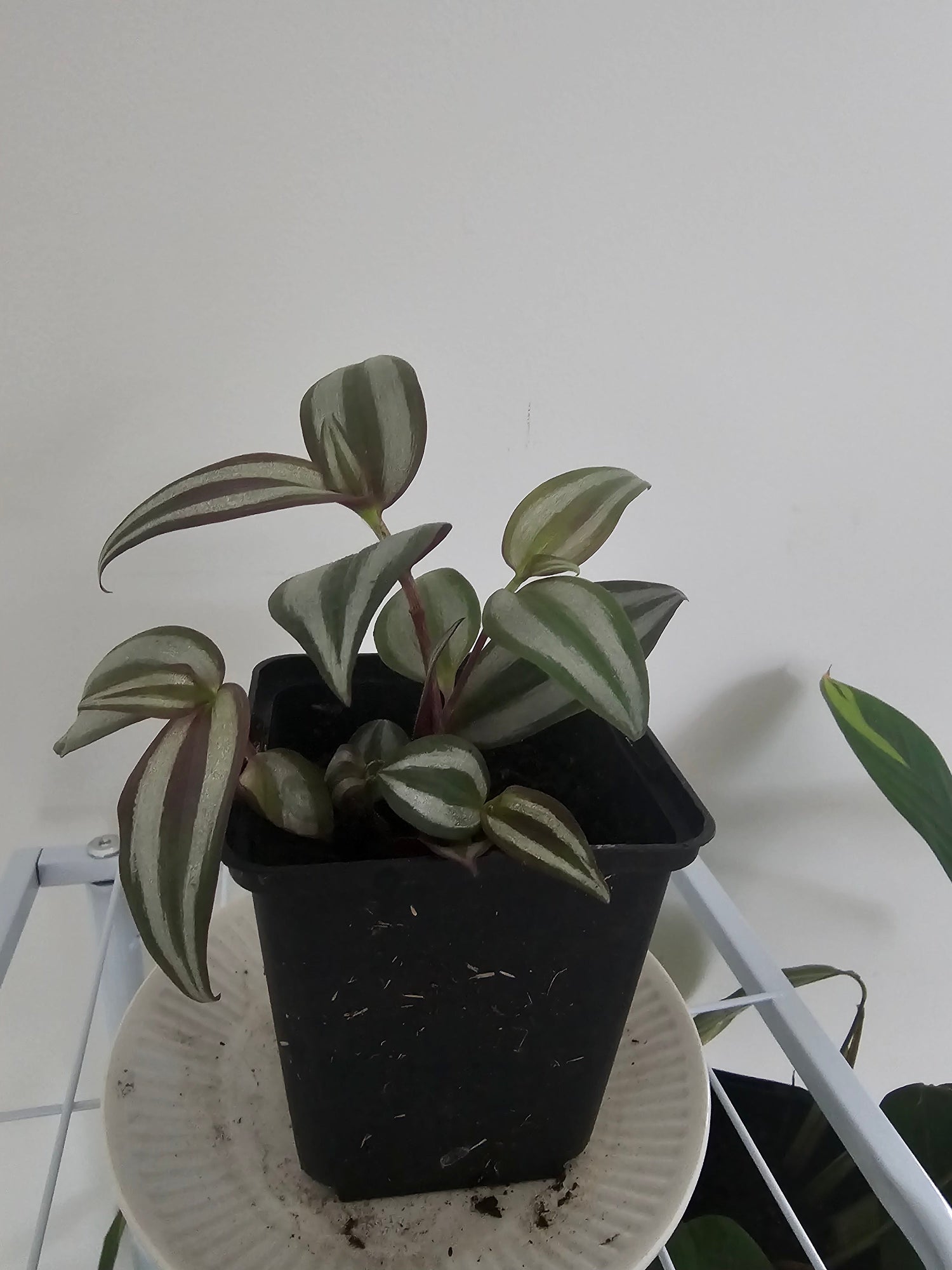 Plants