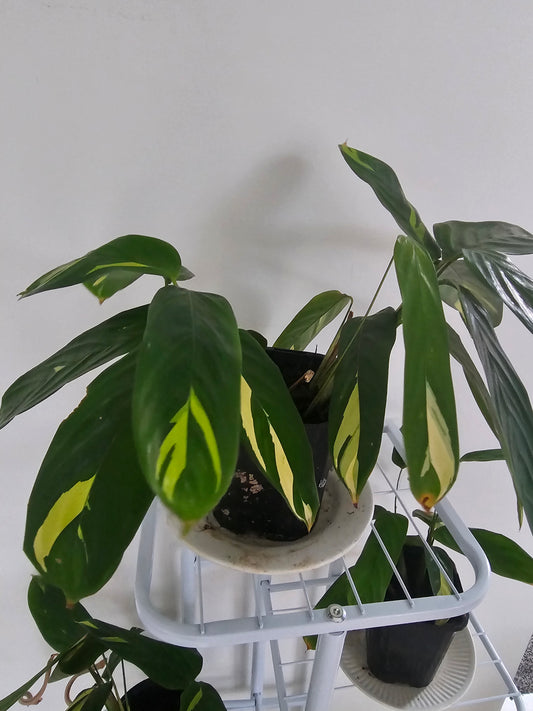 Ctenanthe Golden Mosaic