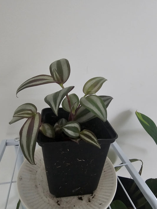 Silver Inch Plant (Tradescantia zebrina) Plant