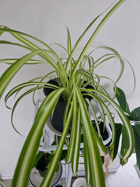 Chlorophytum Spider Plant